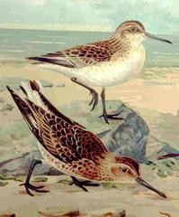 Broad-billed Sandpiper